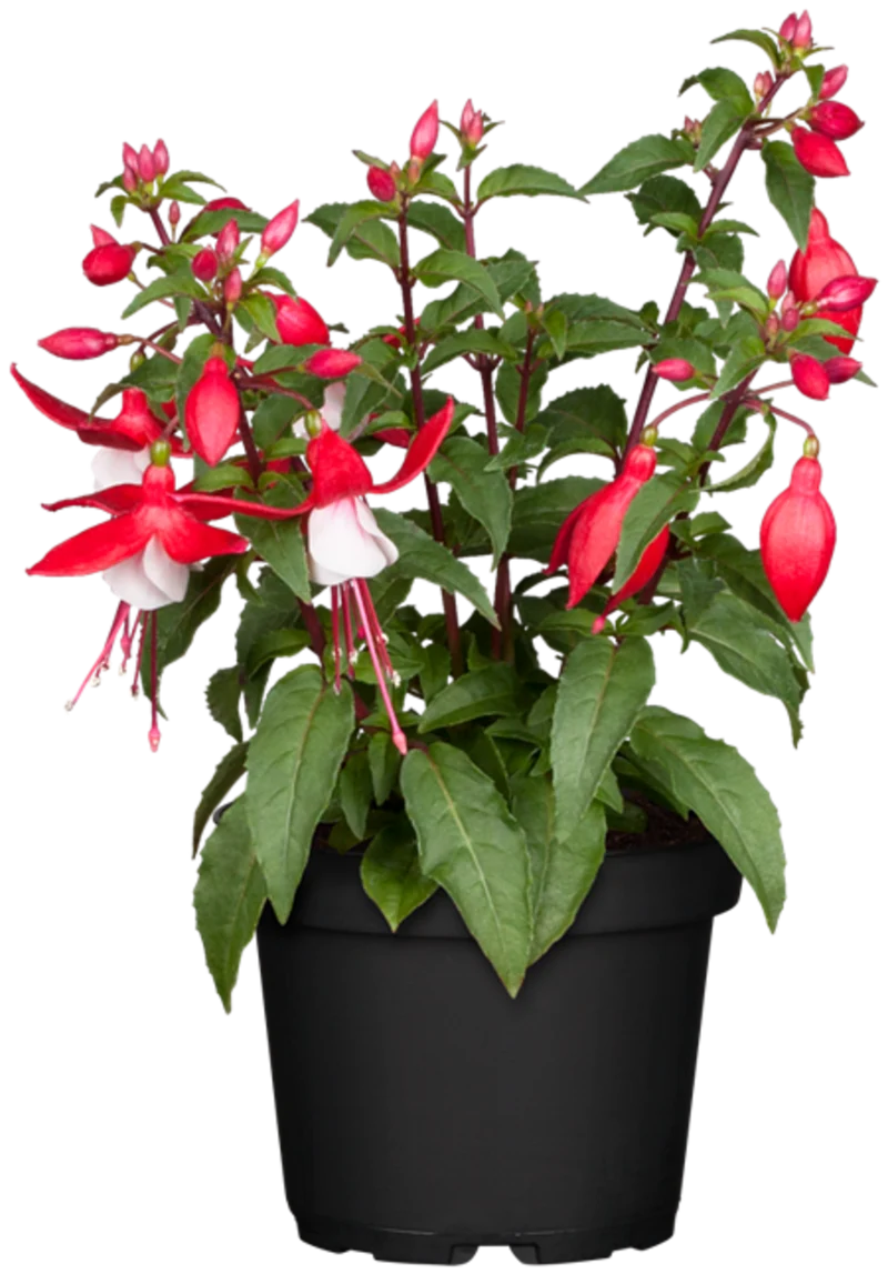 Stehende Fuchsie