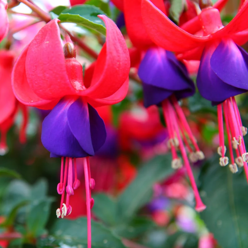 Stehende Fuchsie