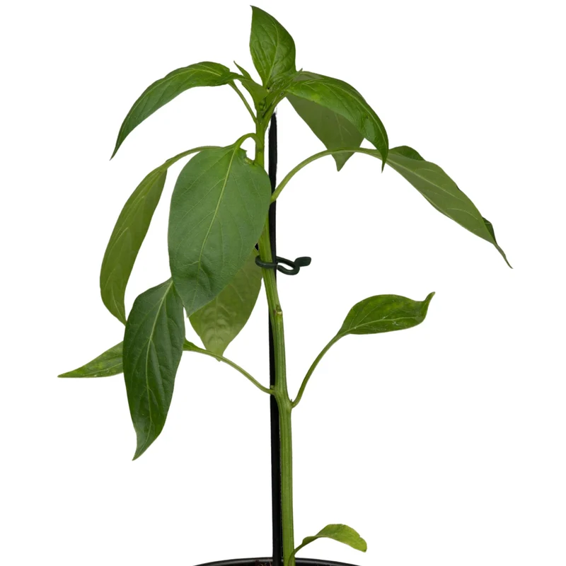 Violette Blockpaprika 'Beluga® Lilac'