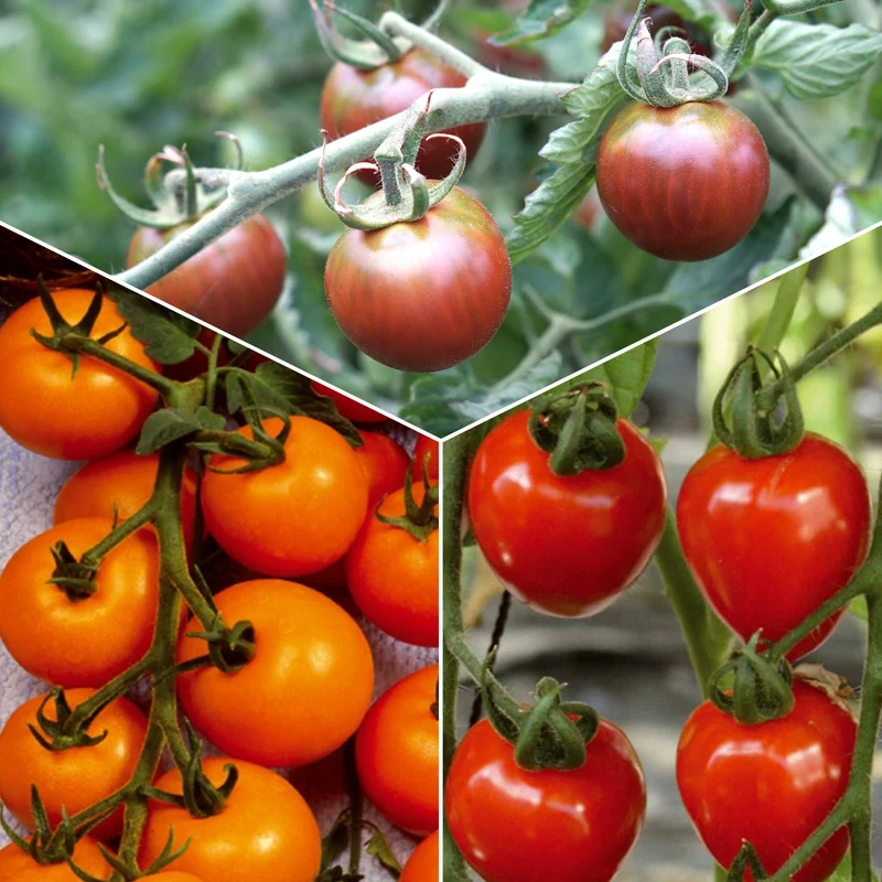 Sammlung von Kirschtomaten