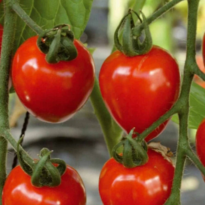 Sammlung von Kirschtomaten