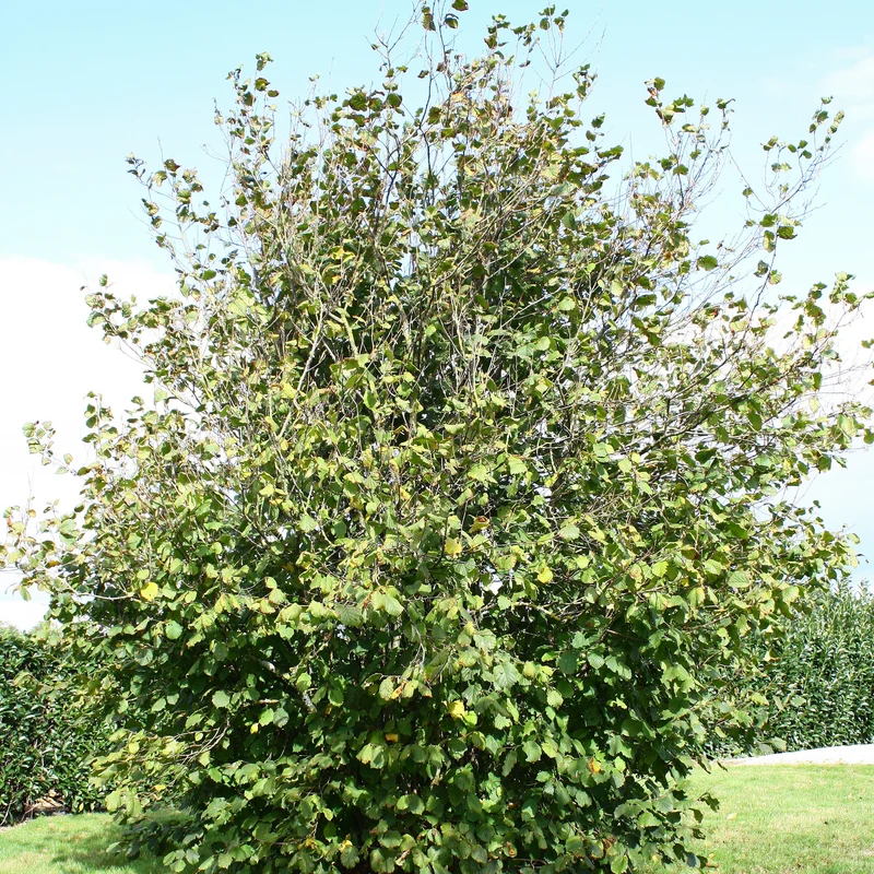 Haselnuss 'Ronde du Piémont'