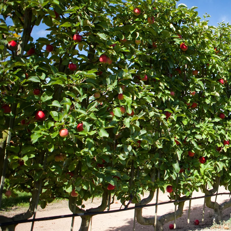 Apfelbaum ‘Starking Delicious’