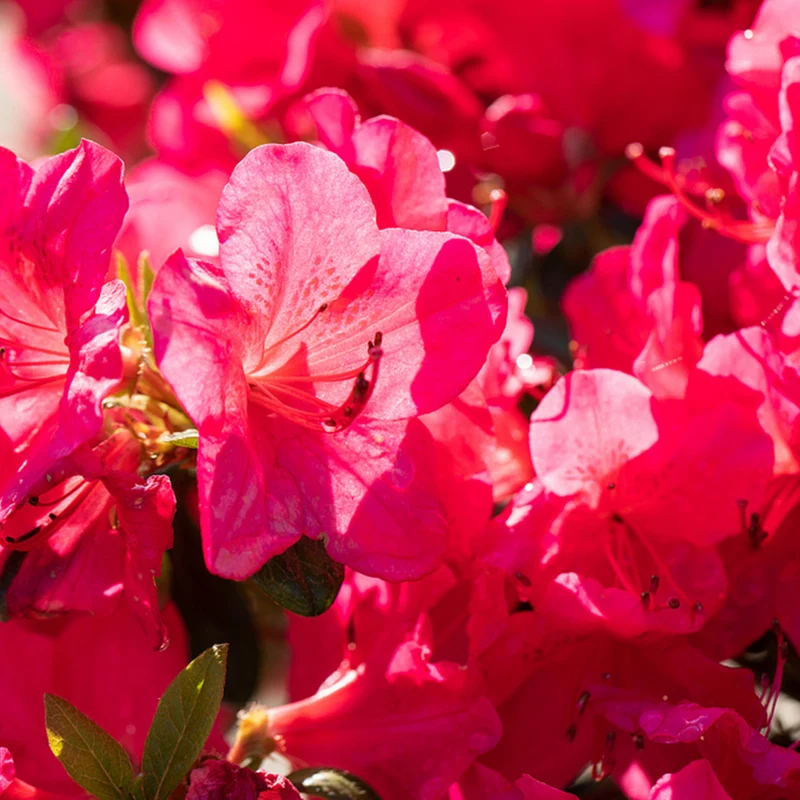 Japanische Azalee 'Little Red'
