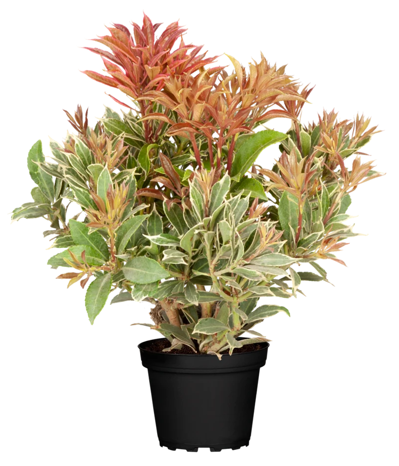 Schattenglöckchen 'Little Heath'