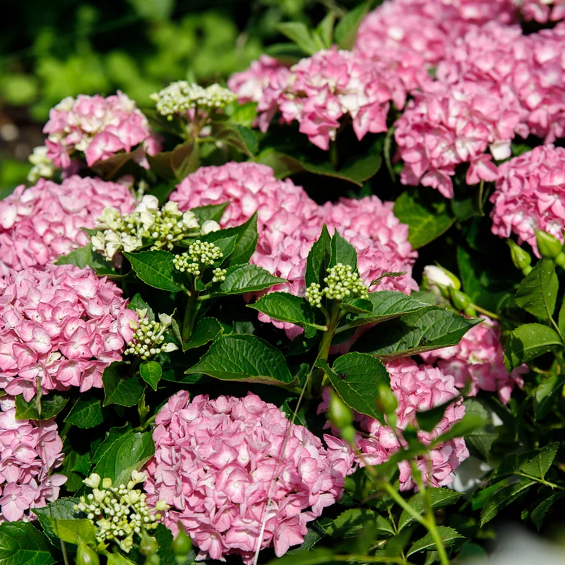 Bauernhortensie 'Forever & Ever®'