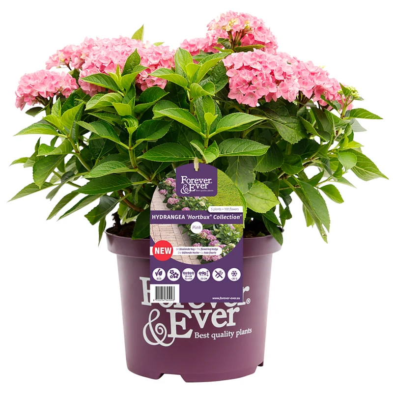 Bauernhortensie 'Forever & Ever®'