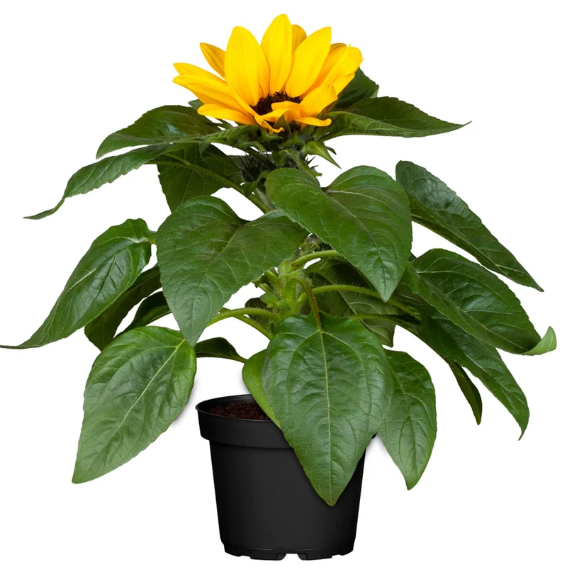 Sonnenblume