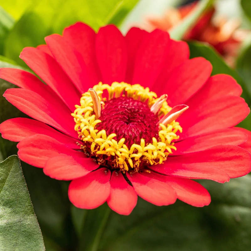 Zinnien