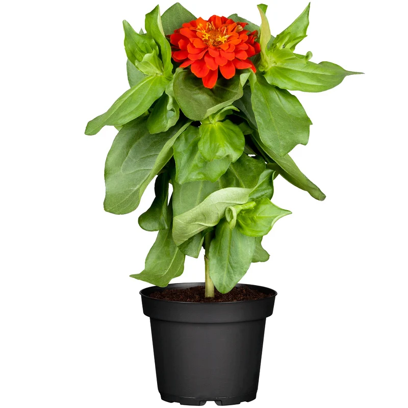 Zinnien