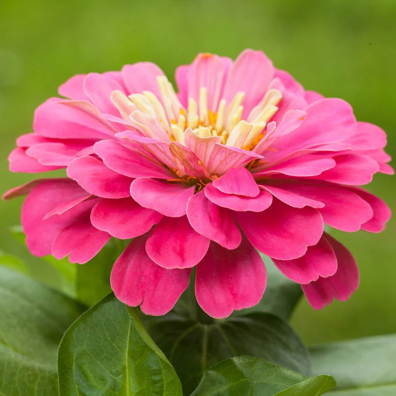Zinnien