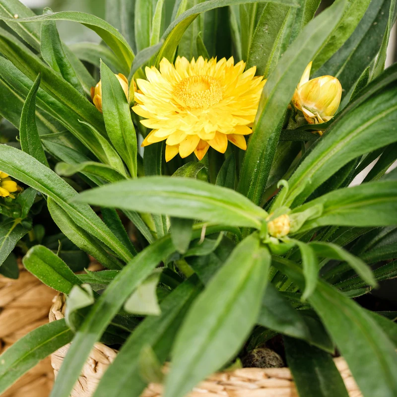 Strohblume