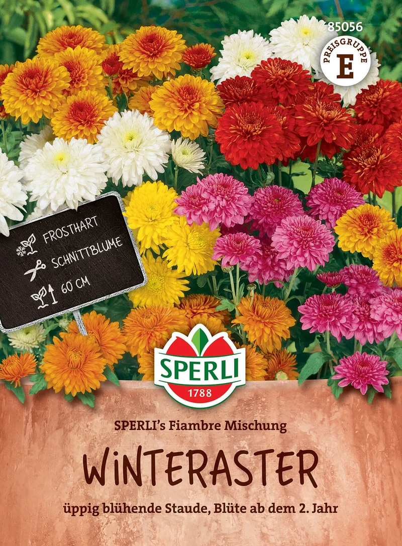 SPERLI Winteraster-Samen "Fiambre Mischung"