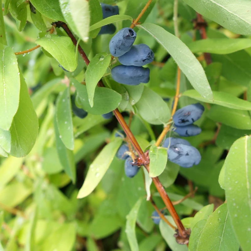 Honigbeere 'Myberry Bee'