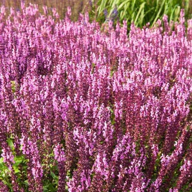 Steppensalbei 'Sensation Pink'