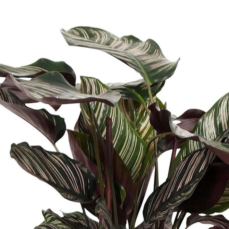 Korbmarante 'Ornata' XL