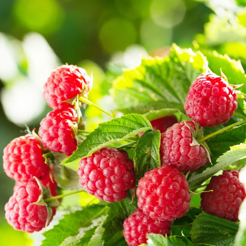 Himbeere ‘Aroma Queen’®