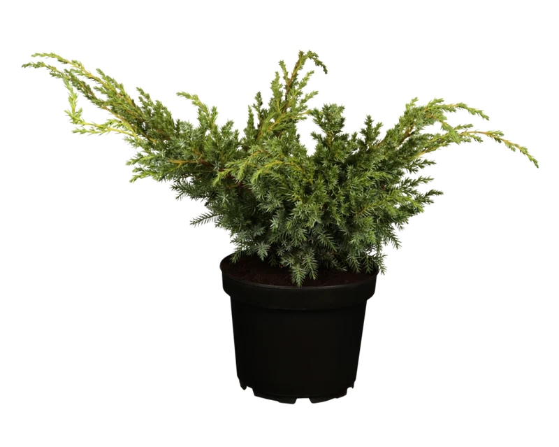 Chinesischer Wacholder 'Blue Alps'