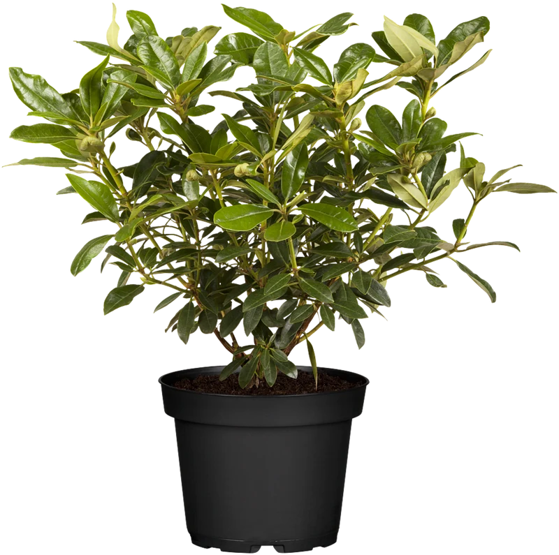 Rhododendron 'Graffito®'