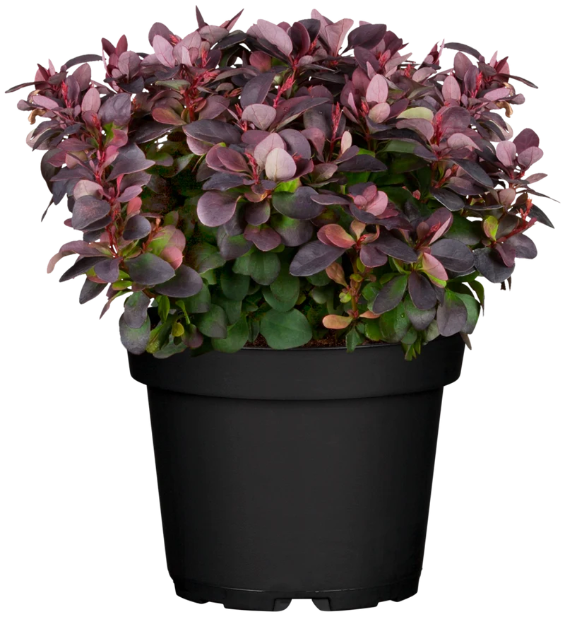 Berberitze 'Concorde'