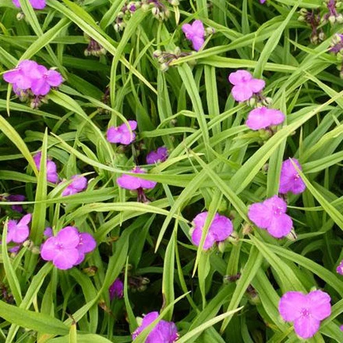 Ephemere von Virginie Rubra