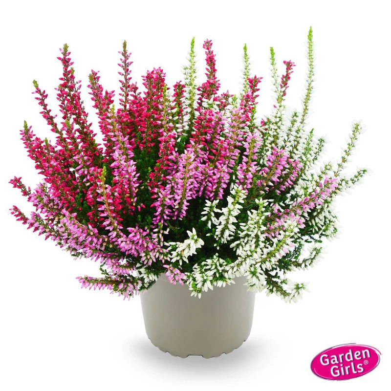 Besenheide 'Trio Gardengirls®'