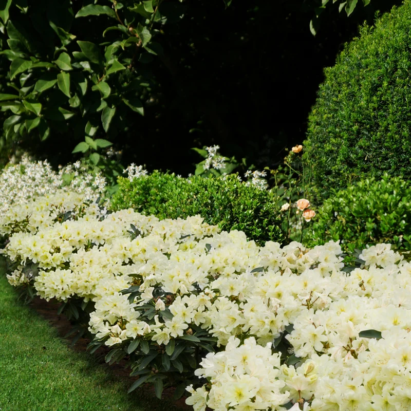 Rhododendron Inkarho® 'Dufthecke'