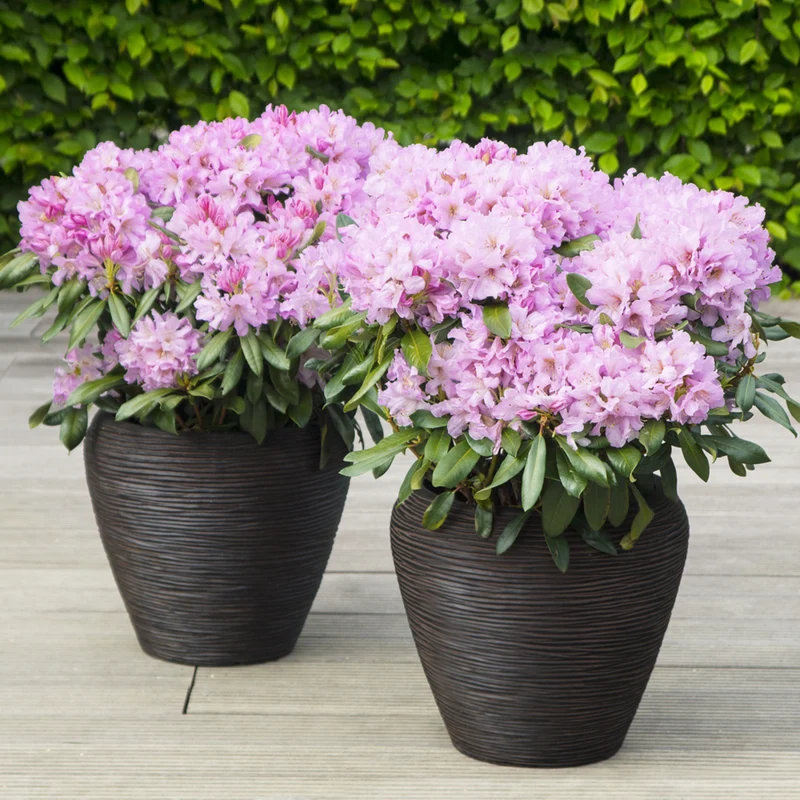 Rhododendron Inkarho® 'Dufthecke'