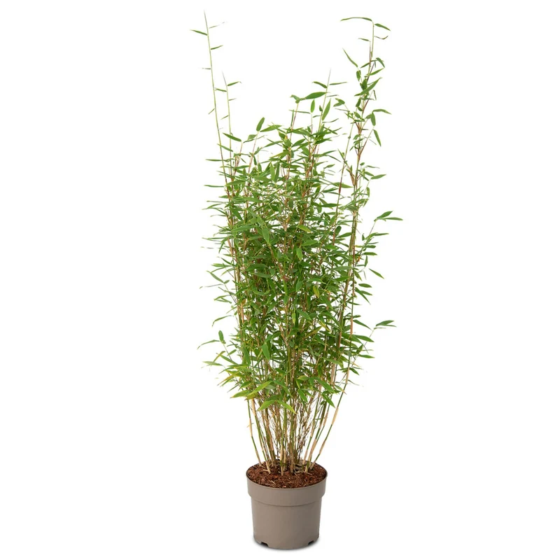 Gartenbambus 'Light Green'