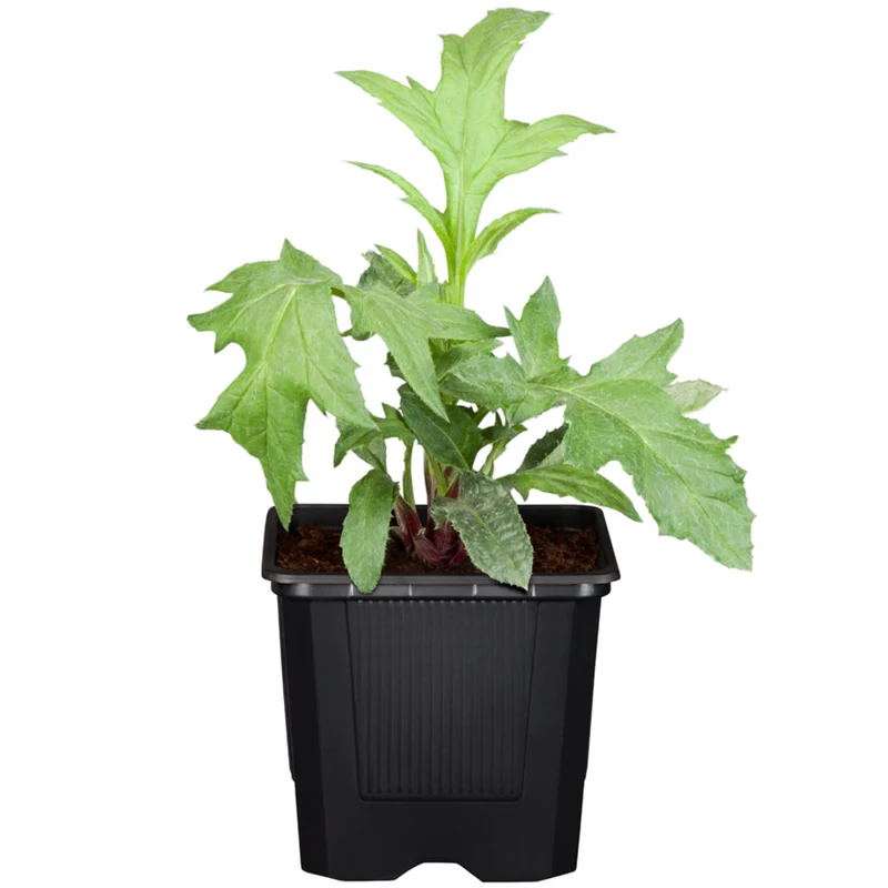 Kugeldistel