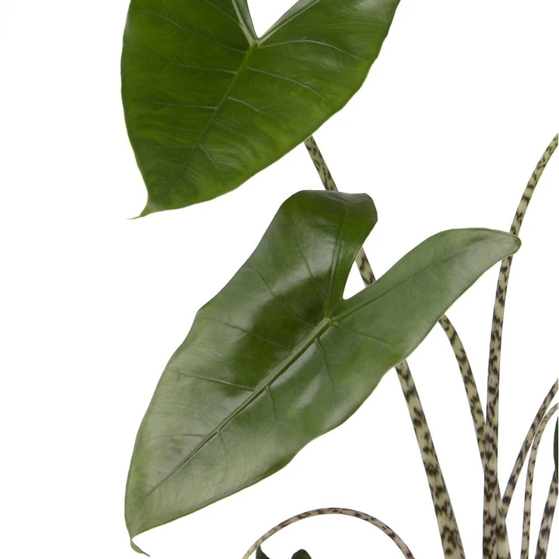 Elefantenohr 'Zebrina'