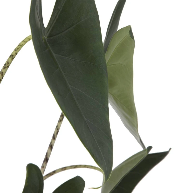 Elefantenohr 'Zebrina'