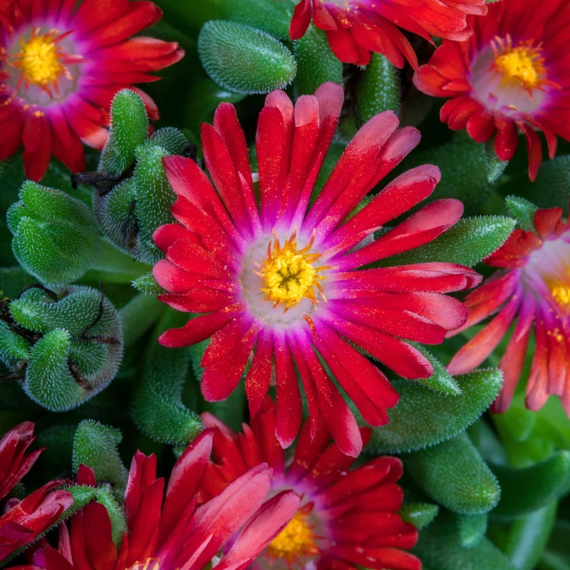 Mittagsblume