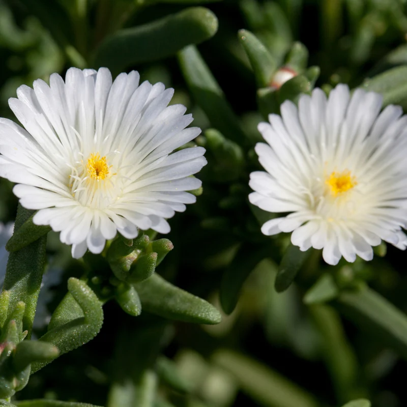 Mittagsblume