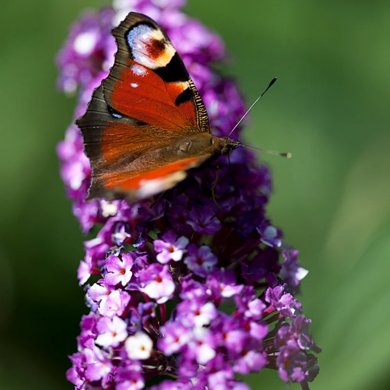 Sommerflieder 'Berries & Cream®'