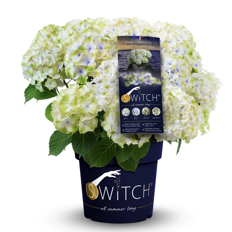 Bauernhortensie 'Switch®'