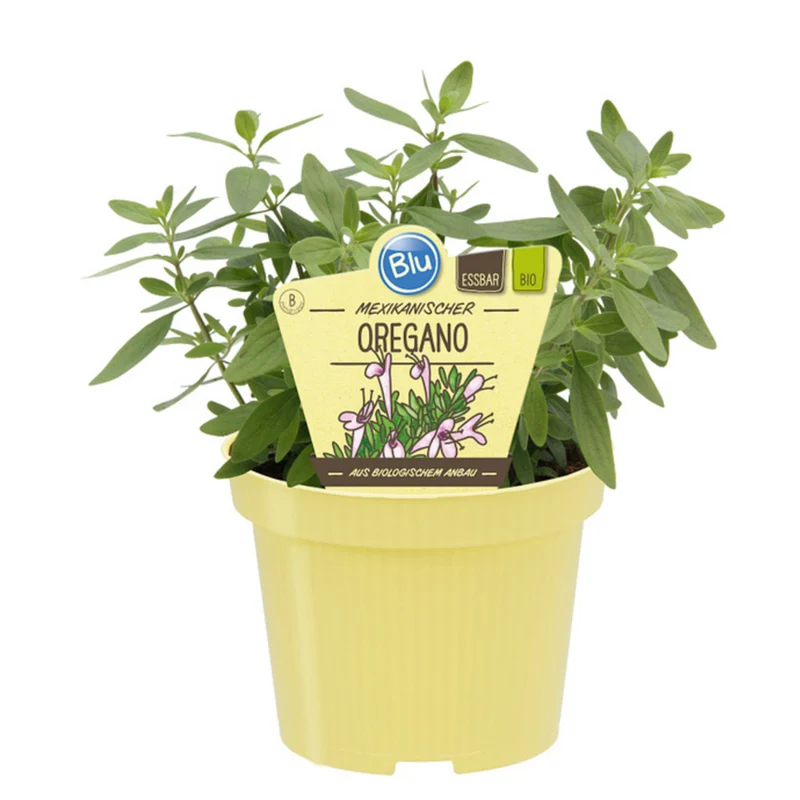 Bio mexikanischer Oregano