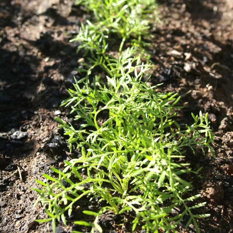 Bio Lustmacher Maca
