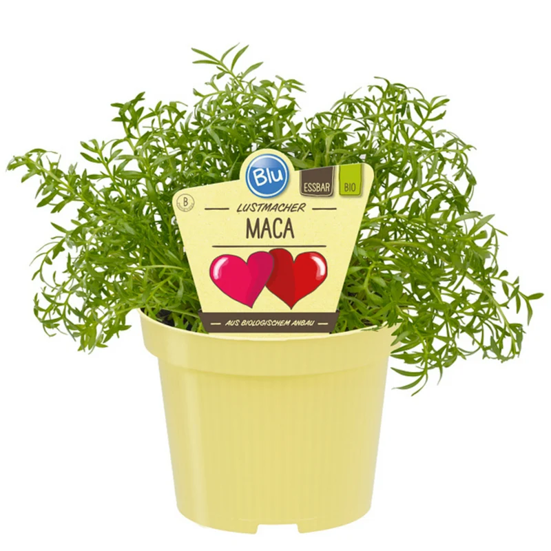Bio Lustmacher Maca