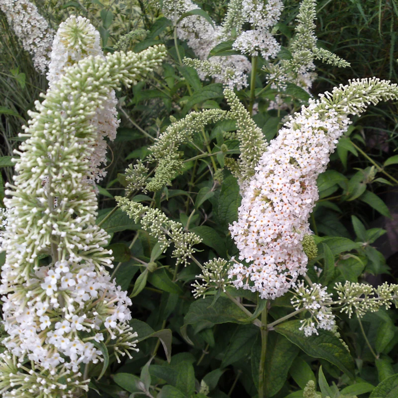 Schmetterlingsflieder 'Rêve de Papillon®'