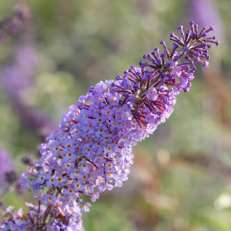 Schmetterlingsflieder 'Rêve de Papillon®'