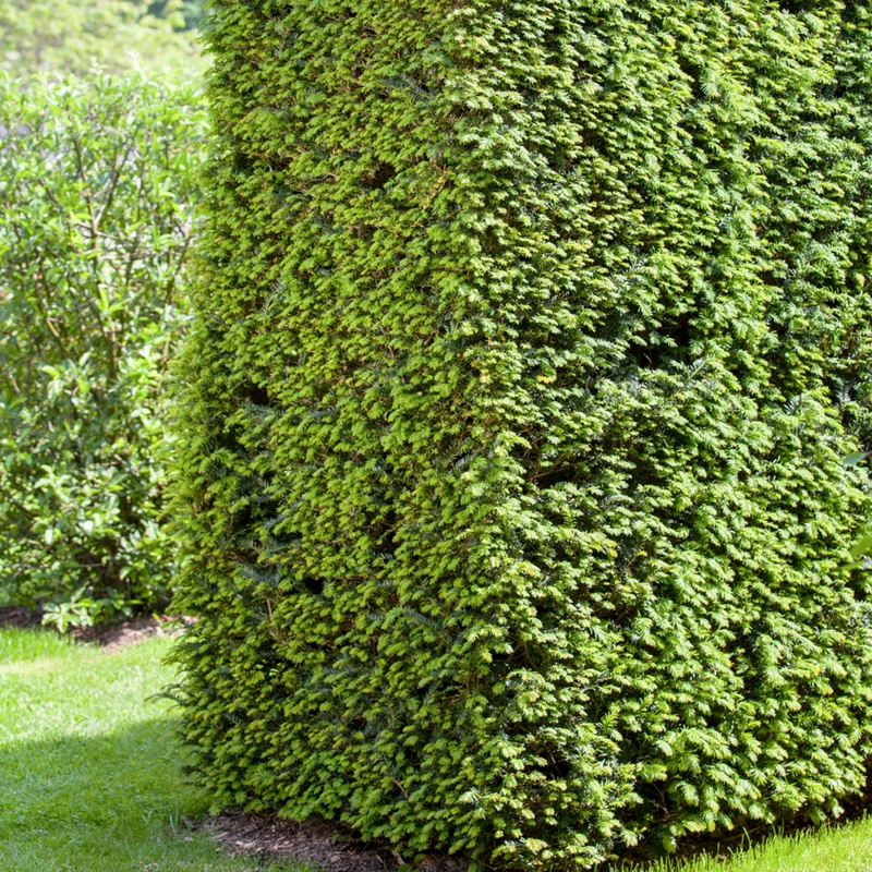 Eibe-Hecke