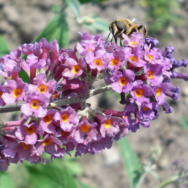 Zwerg Sommerflieder 'Bicolor'