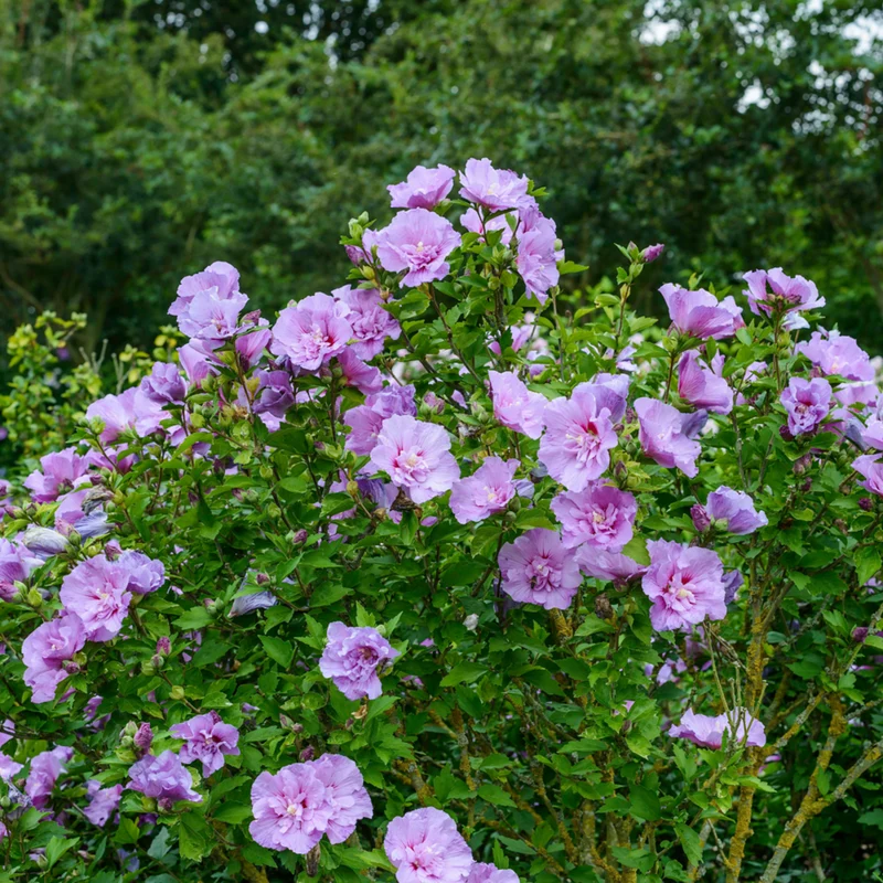 Gartenhibiskus 'Lavender Chiffon'®