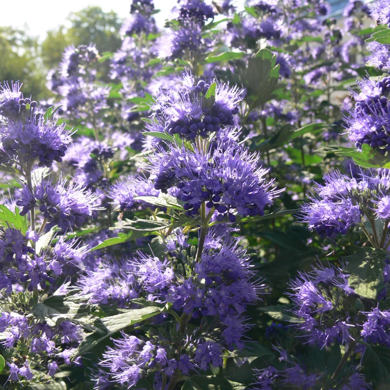 Bartblume 'Blue Balloon®'
