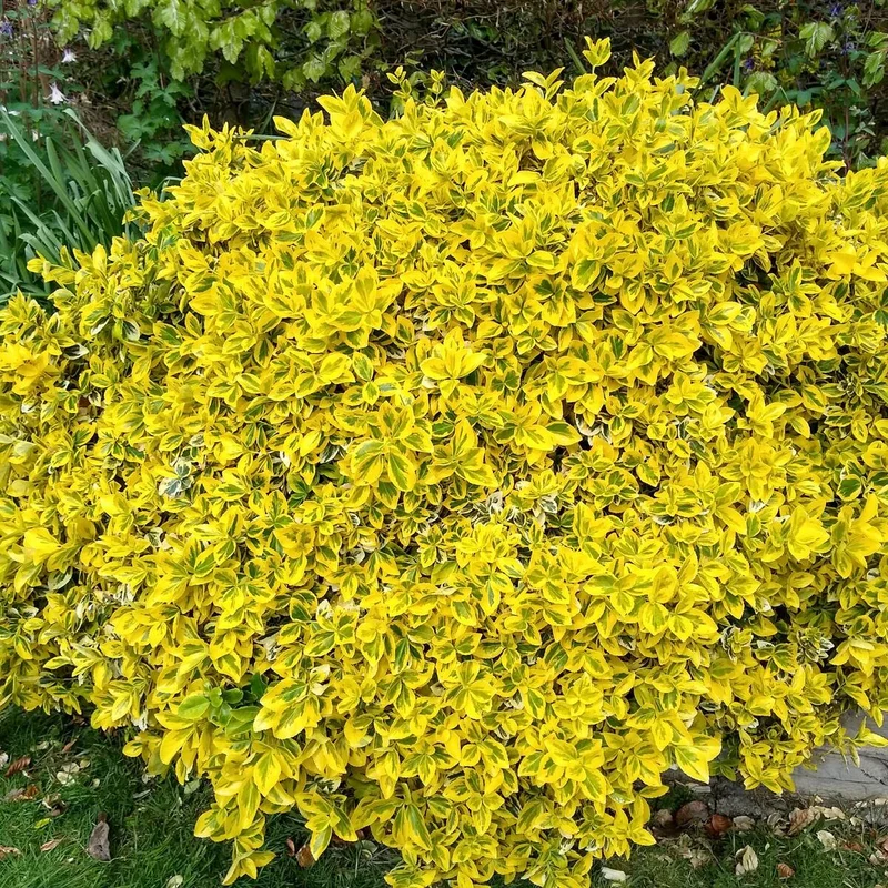 Gelbbunte Kriechspindel 'Emerald'n Gold', 12 Pflanzen