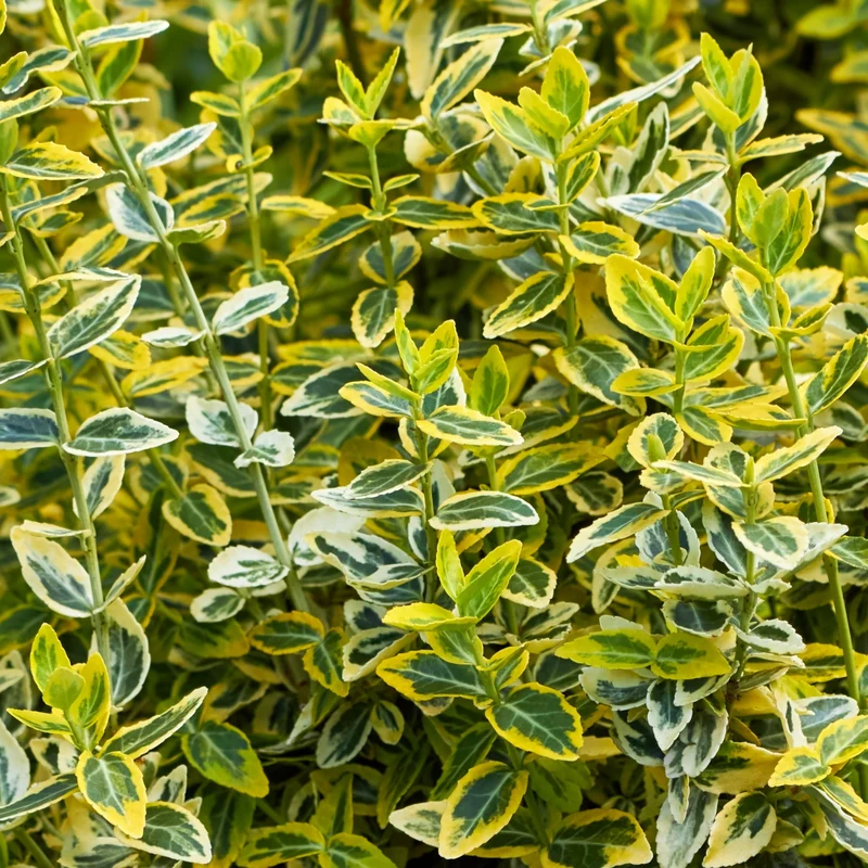 Gelbbunte Kriechspindel 'Emerald'n Gold', 12 Pflanzen