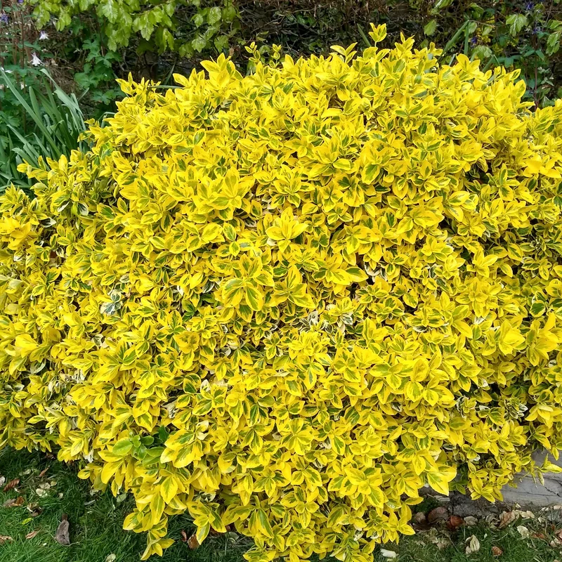 Gelbbunte Kriechspindel 'Emerald'n Gold', 12 Pflanzen