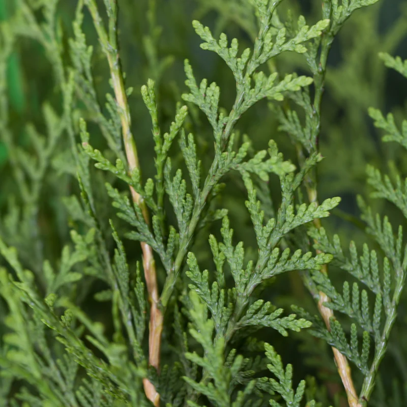 Lebensbaum 'Brabant'