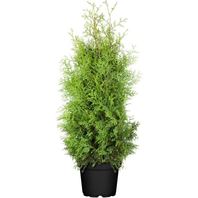 Lebensbaum 'Brabant'